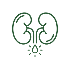 Kidney